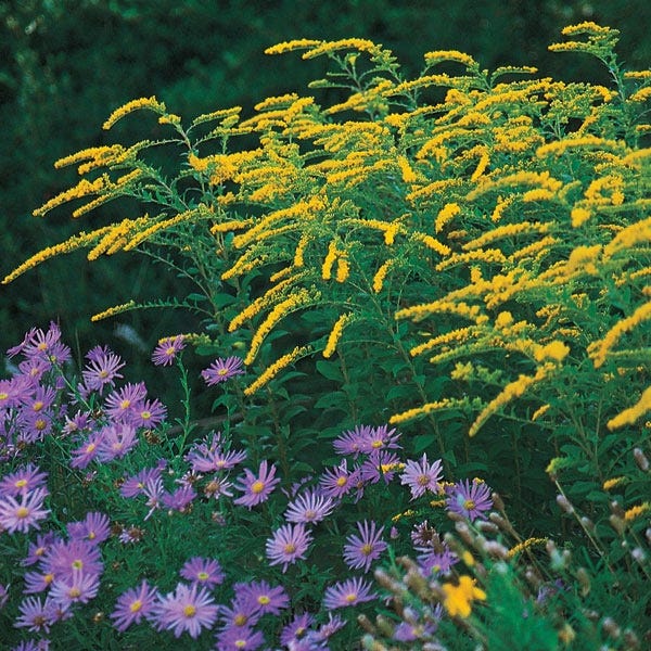 Rain Garden Pre-Planned Garden - Image 4