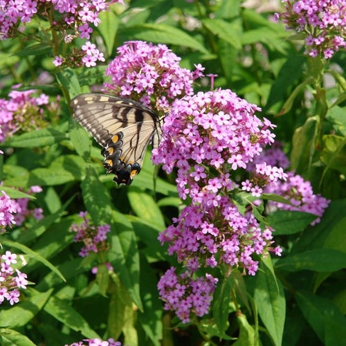 Rain Garden Pre-Planned Garden - Image 7