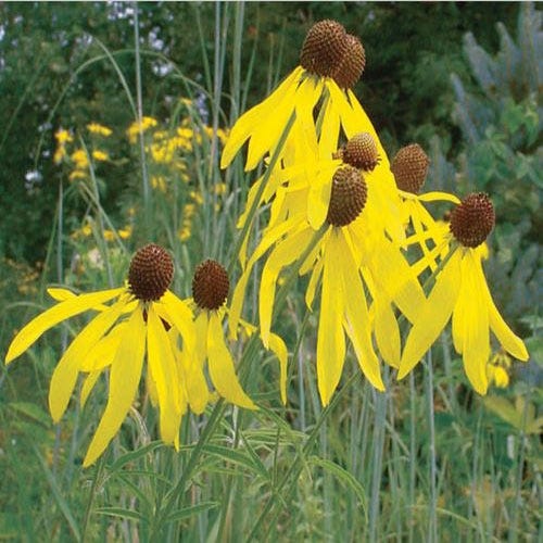 Rain Garden Pre-Planned Garden - Image 8