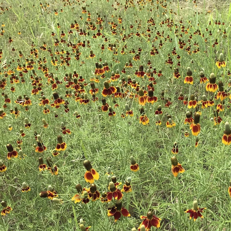 Mexican Hat - Image 4