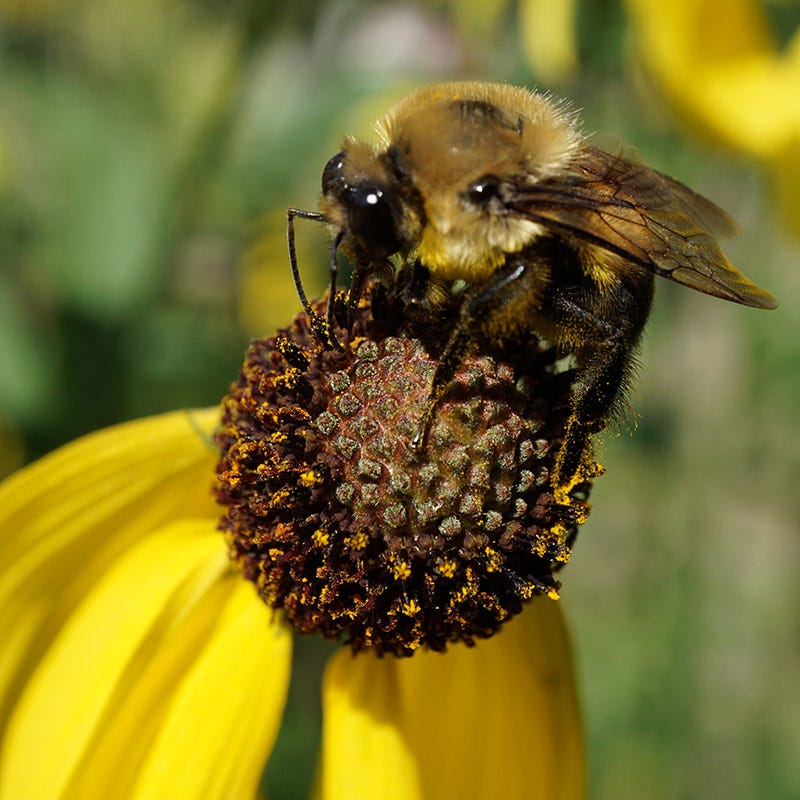 Gray Headed Prairie Coneflower - Image 2