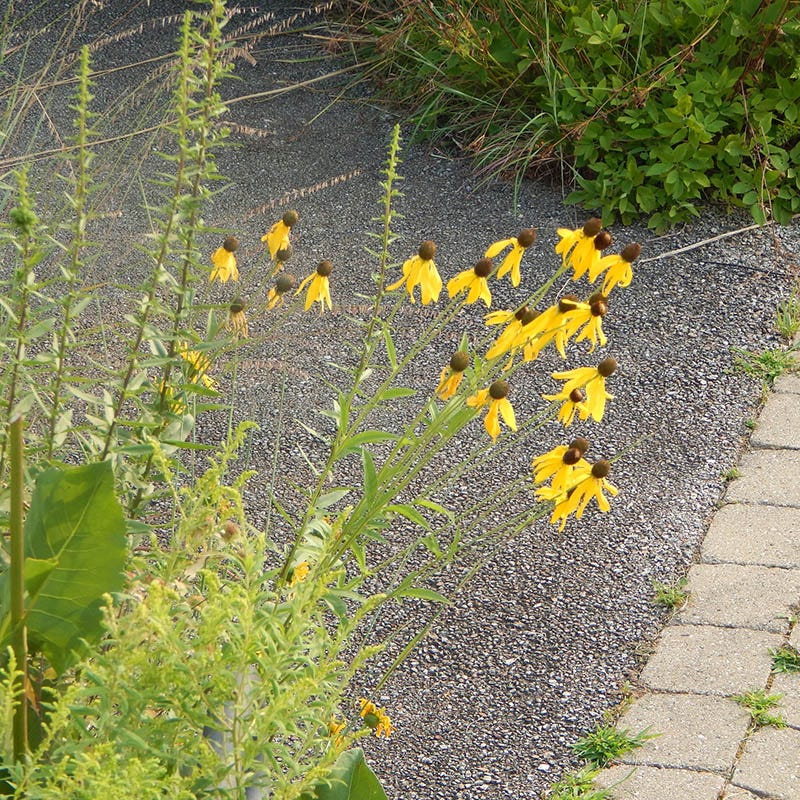Gray Headed Prairie Coneflower - Image 3