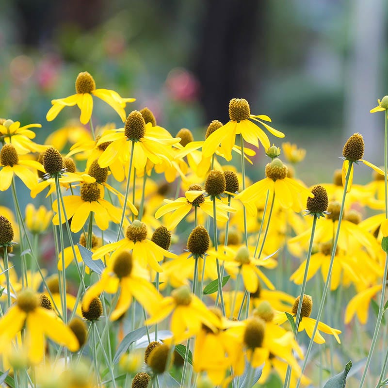 Gray Headed Prairie Coneflower - Image 4