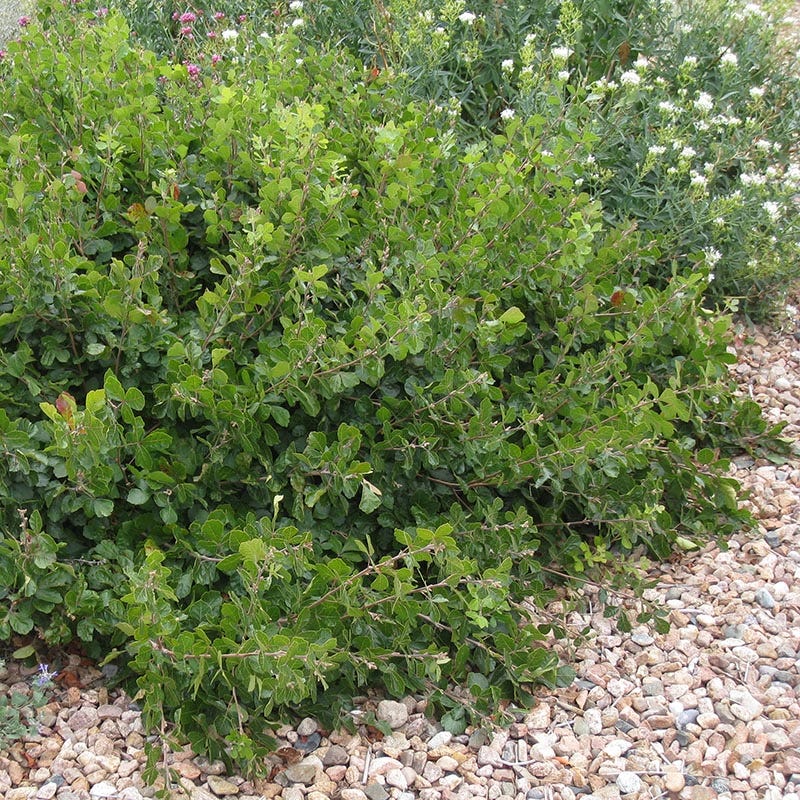 Native Intermountain West Songbird Pre-Planned Garden - Image 7