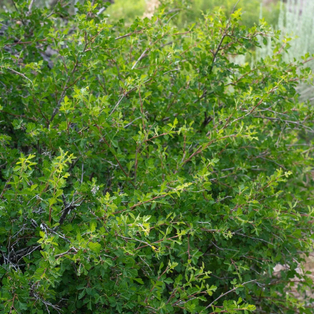 Three-Leaf Sumac (Rhus) - Image 2
