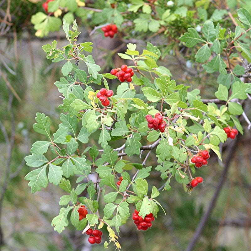 Three-Leaf Sumac (Rhus) - Image 3