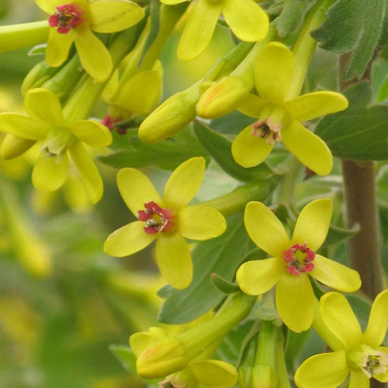 Crandall's Clove Scented Currant (Ribes) - Image 2