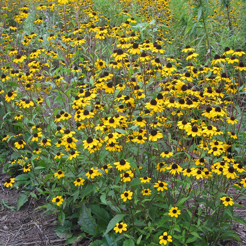 Blackjack Gold Black Eyed Susan - Image 2