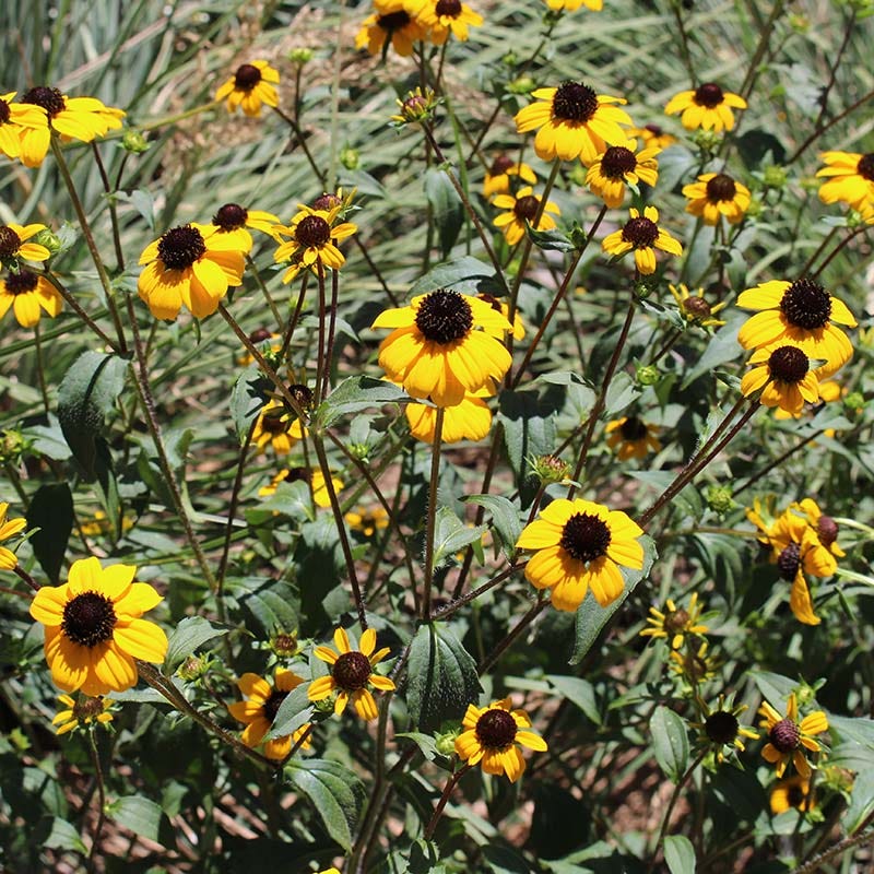 Blackjack Gold Black Eyed Susan - Image 4