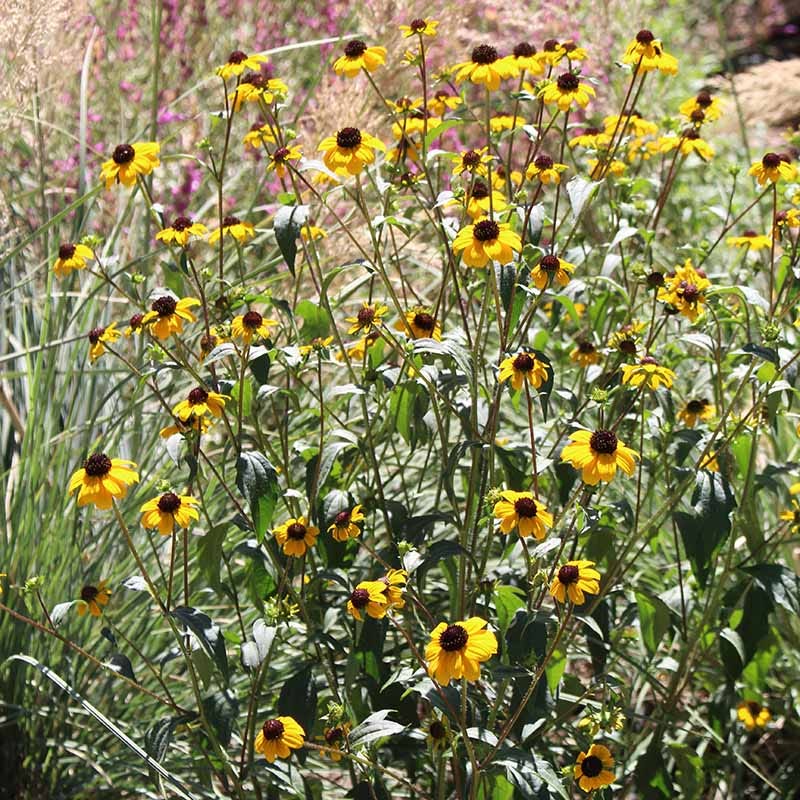 Blackjack Gold Black Eyed Susan - Image 5