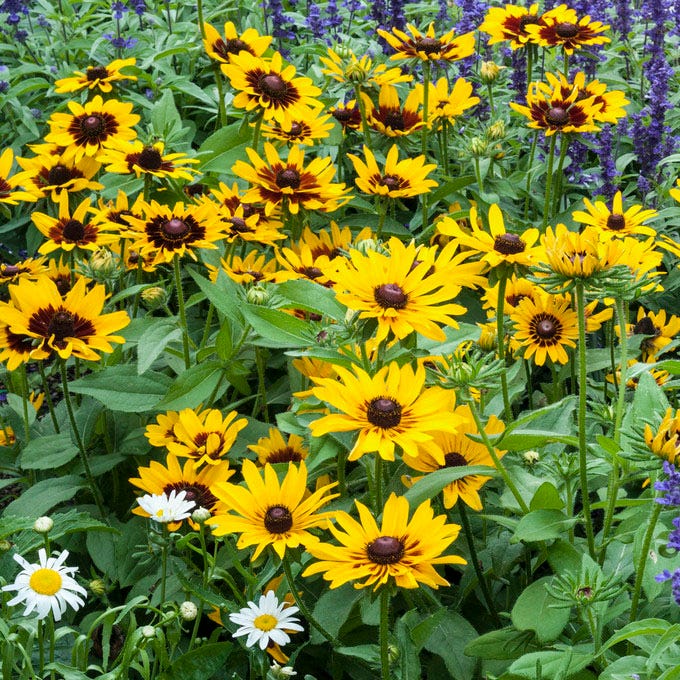 Denver Daisy Black Eyed Susan - Image 2