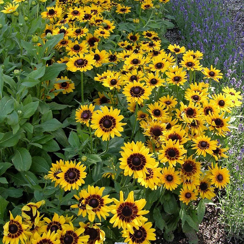 Denver Daisy Black Eyed Susan - Image 3