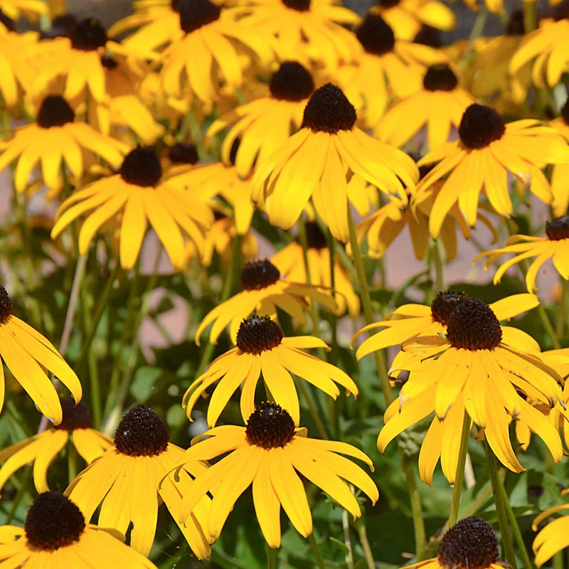 Goldsturm Black Eyed Susan - Image 3