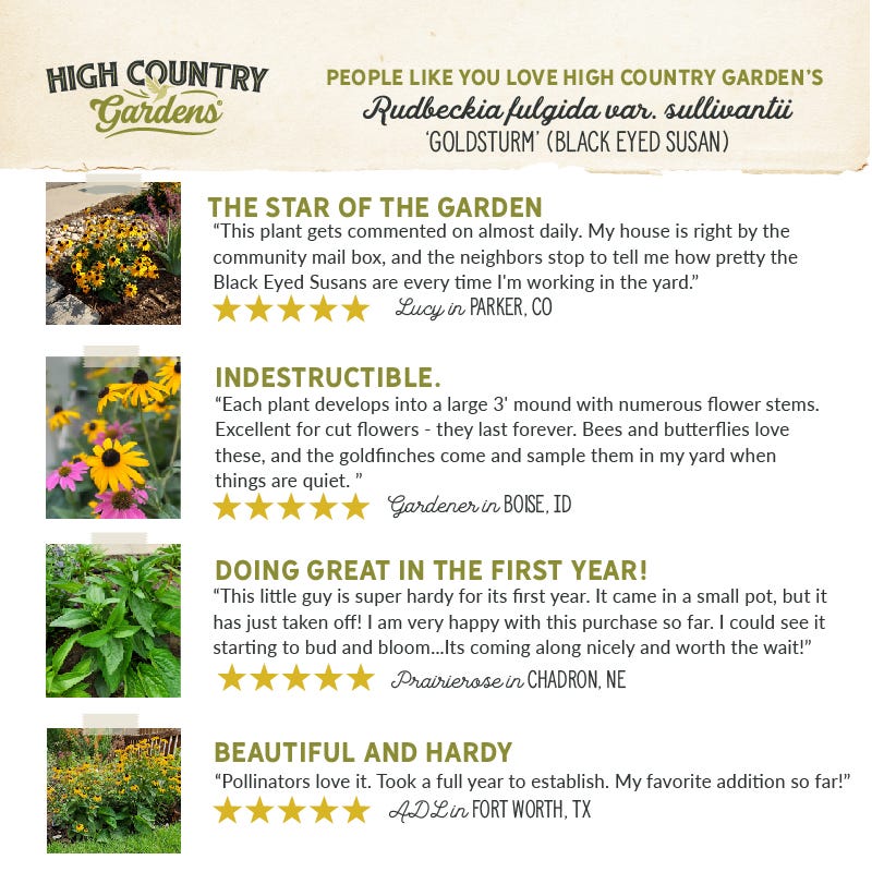 Goldsturm Black Eyed Susan - Image 4