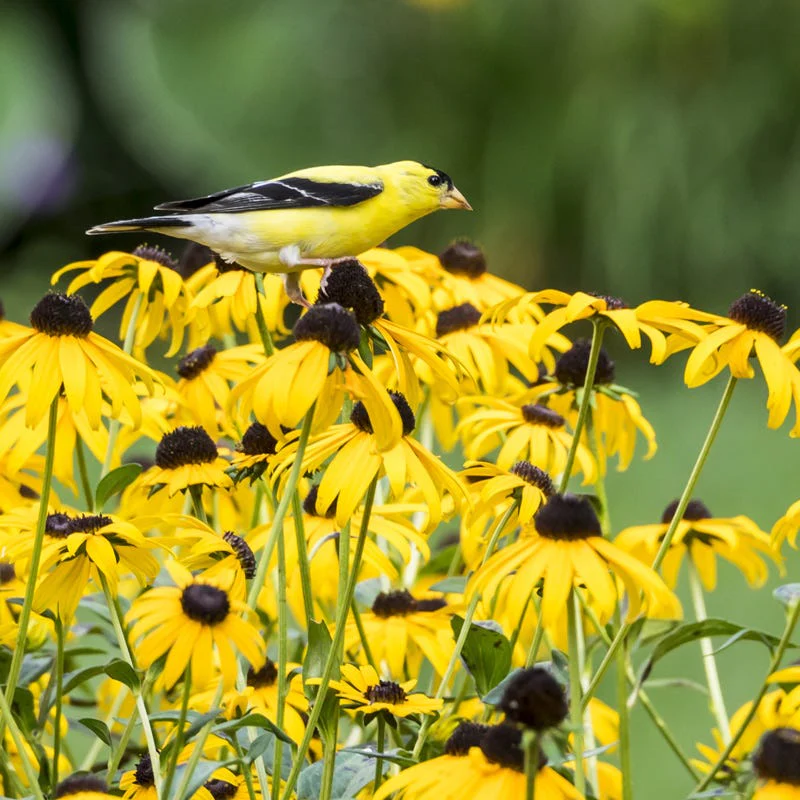 Goldsturm Black Eyed Susan - Image 5