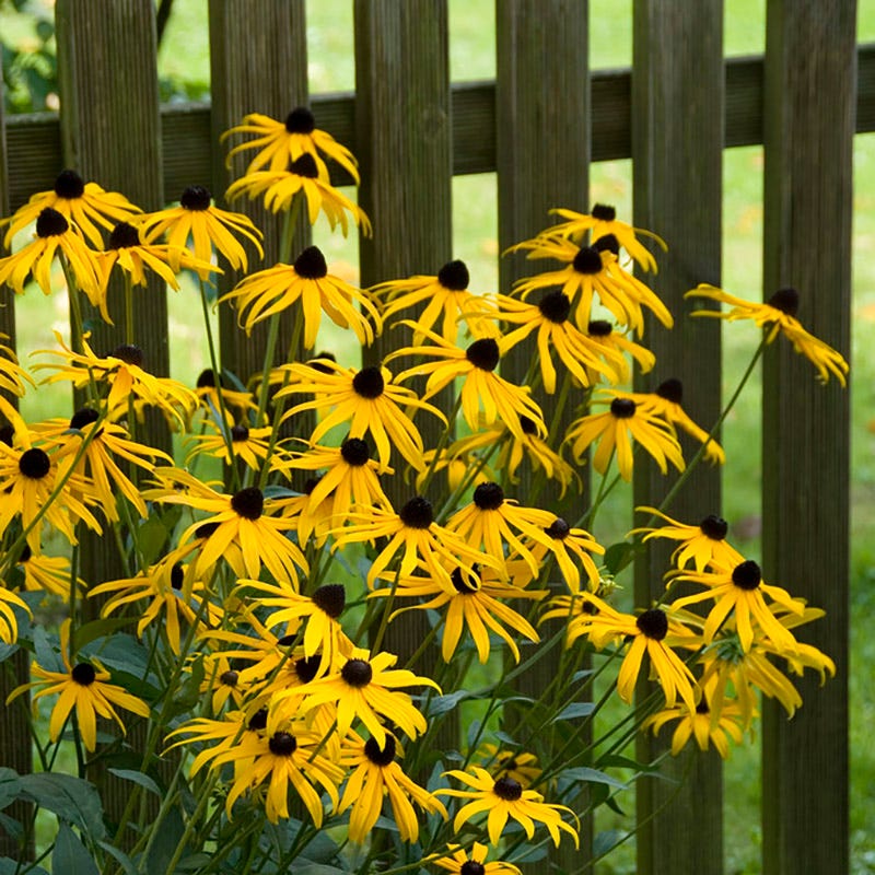 Goldsturm Black Eyed Susan - Image 6