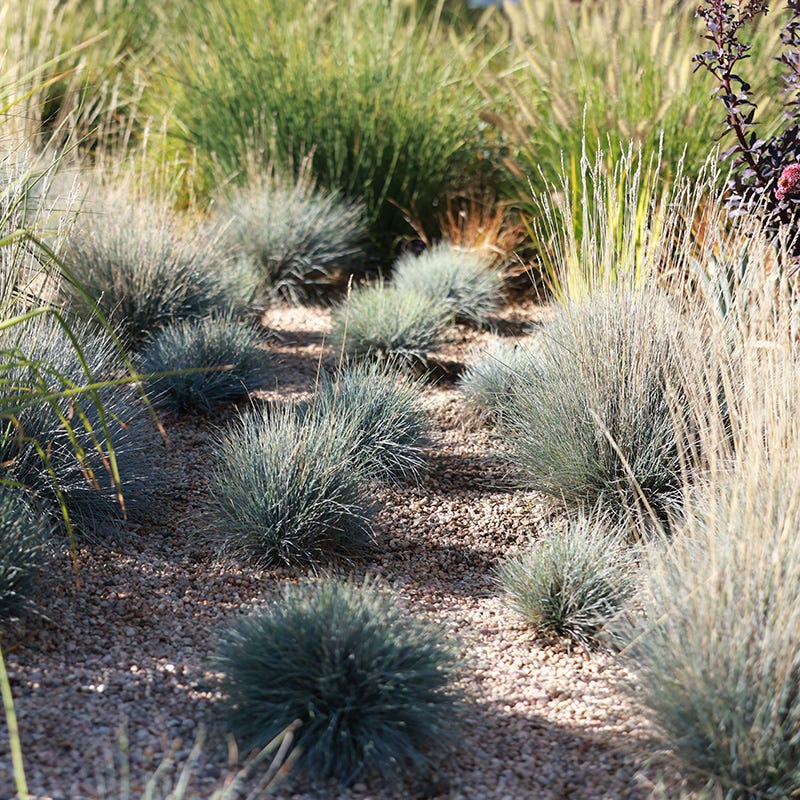 Soft Colors Inferno Strip Grass Collection - Image 3