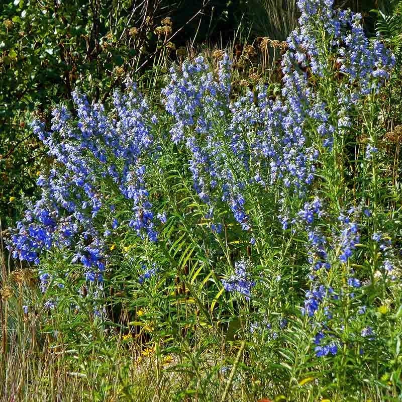 Prairie Salvia - Image 3