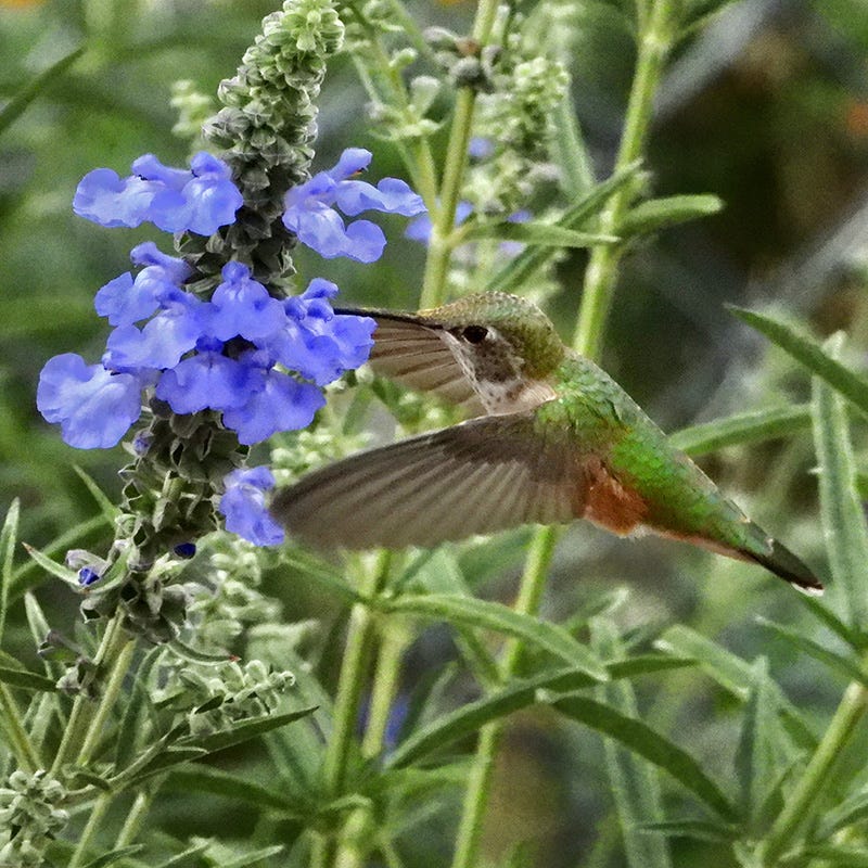 Prairie Salvia - Image 4