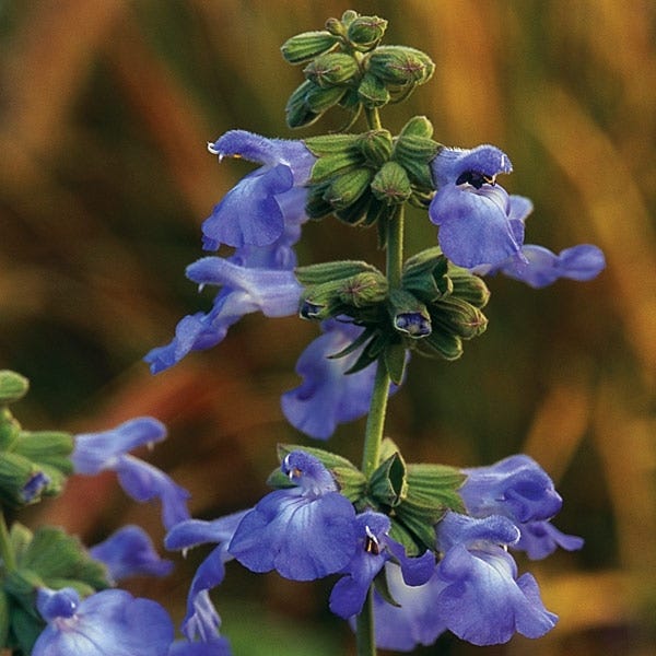 Texas Perennial Collection - Image 7