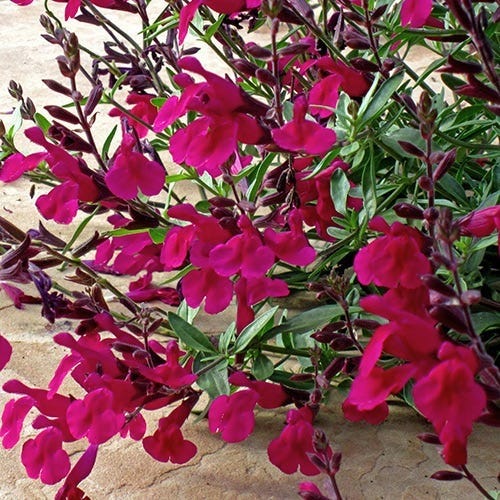 Burgundy Seduction Salvia - Image 2