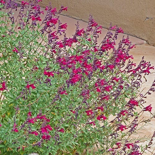 Burgundy Seduction Salvia - Image 3