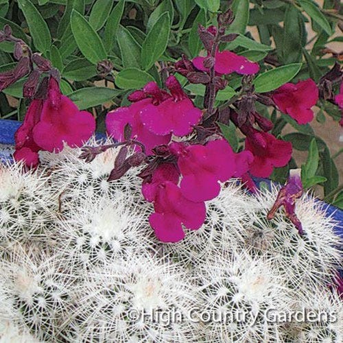 Burgundy Seduction Salvia - Image 4