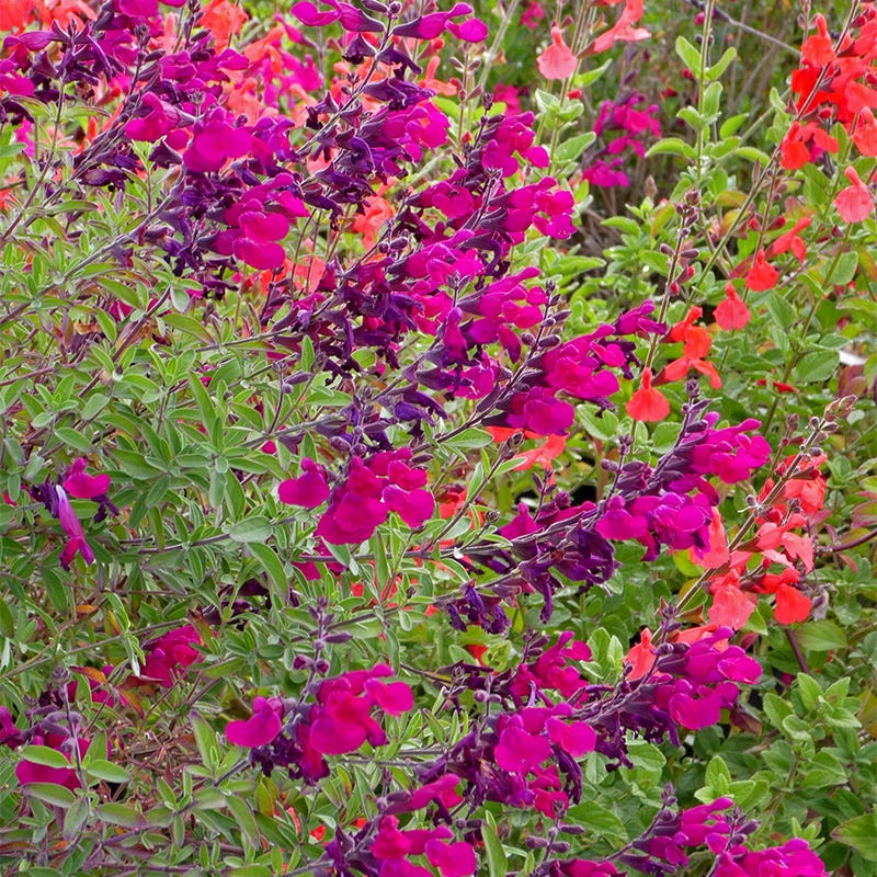 Cold Hardy Rainbow Salvia Collection - Image 5
