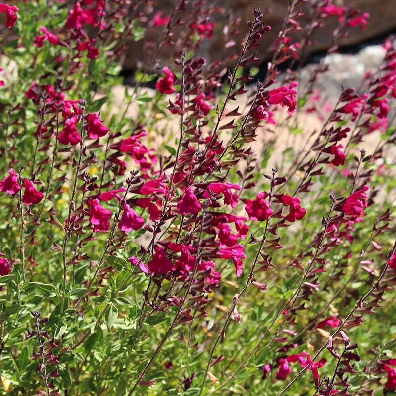 Cold Hardy Rainbow Salvia Collection - Image 6
