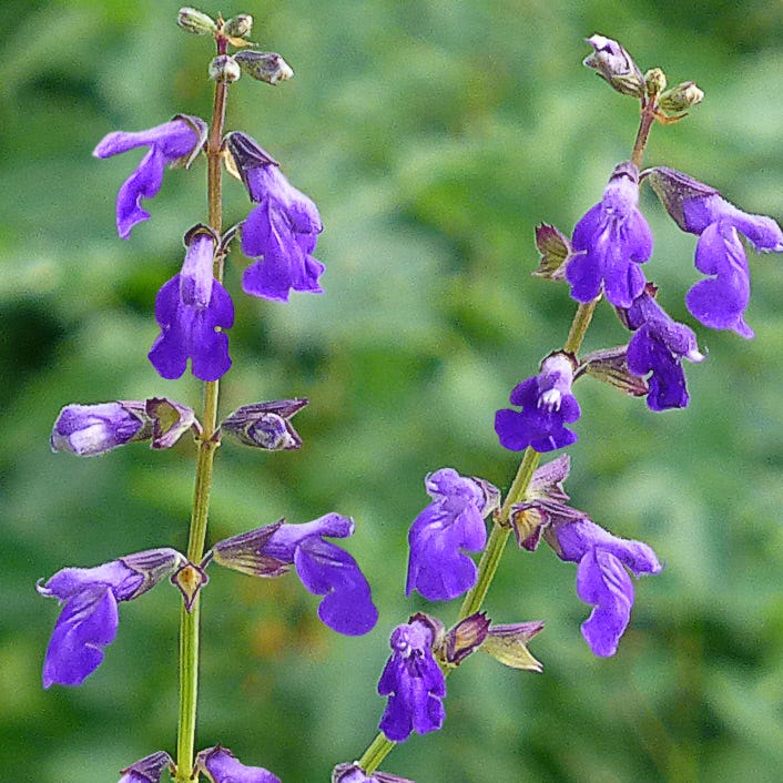 Cold Hardy Rainbow Salvia Collection - Image 8