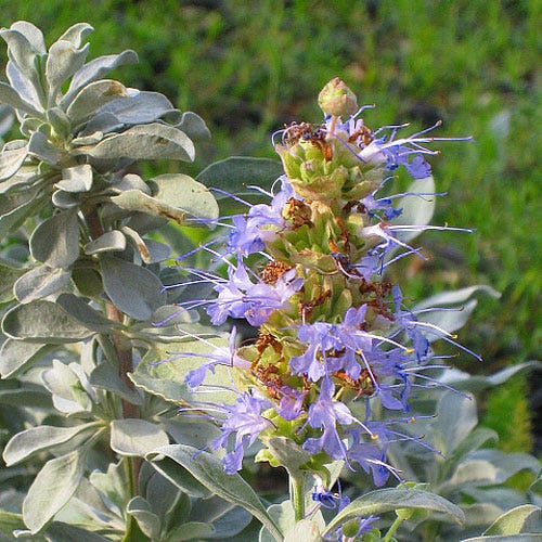 Robust Gray Great Basin Salvia - Image 3
