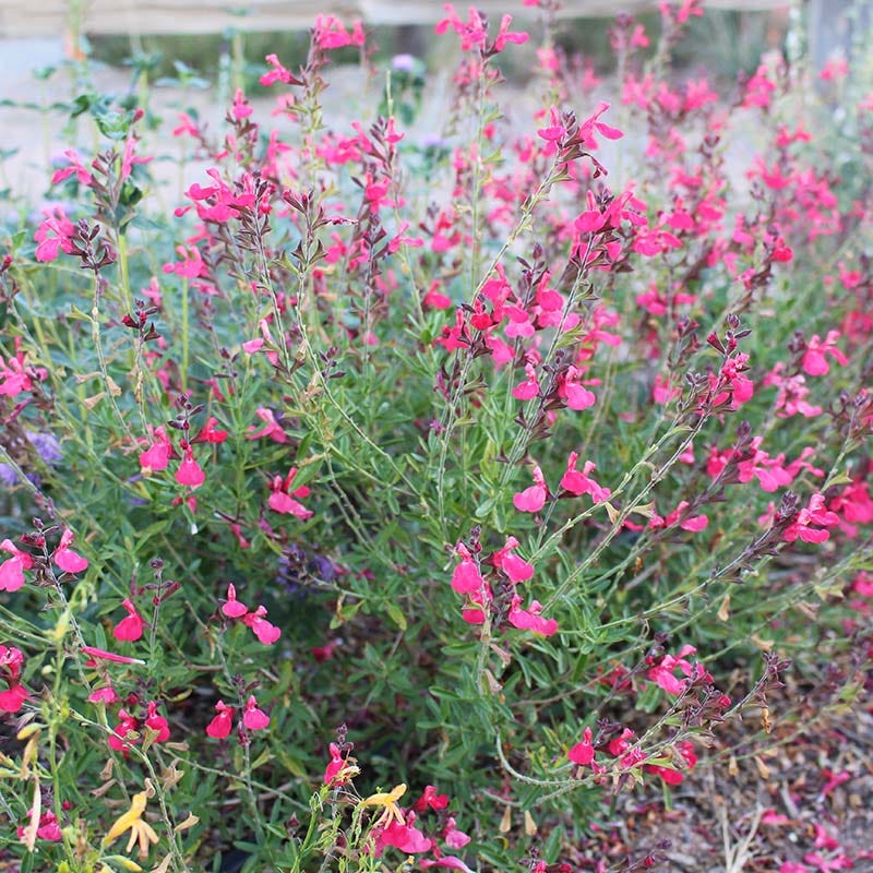 FlowerKisser® Coral-Pink Salvia - Image 3