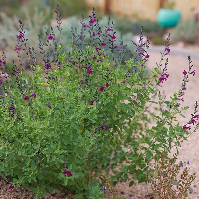 FlowerKisser® Dark Shadows Salvia - Image 3