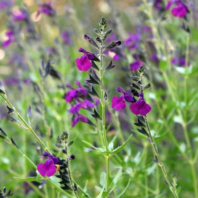 FlowerKisser® Dark Shadows Salvia - Image 4