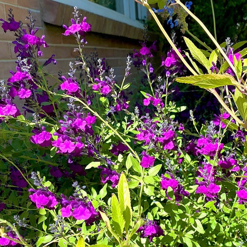 FlowerKisser® Dark Shadows Salvia - Image 5