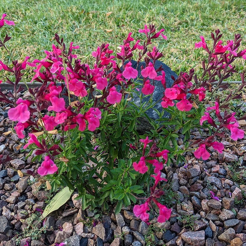 Cold Hardy Pink Texas Salvia - Image 2
