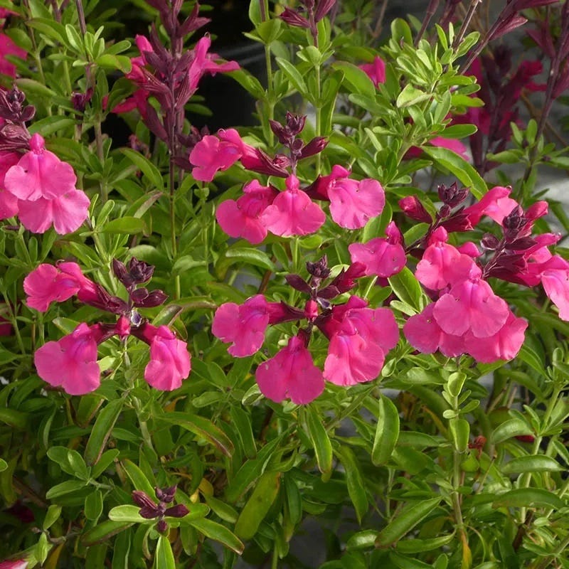 Cold Hardy Pink Texas Salvia - Image 4