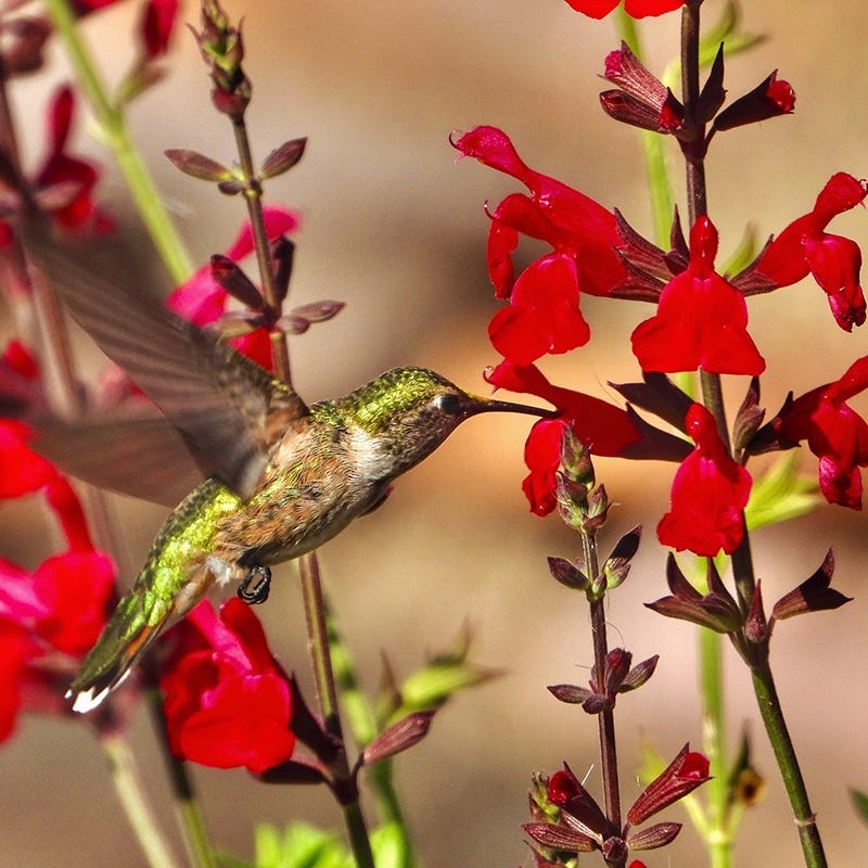 Furman's Red Texas Salvia - Image 2