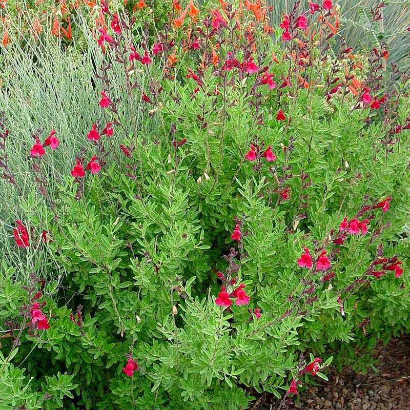 Furman's Red Texas Salvia - Image 3