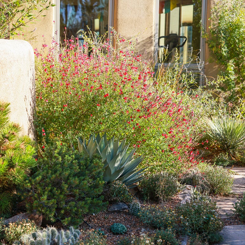 Furman's Red Texas Salvia - Image 4