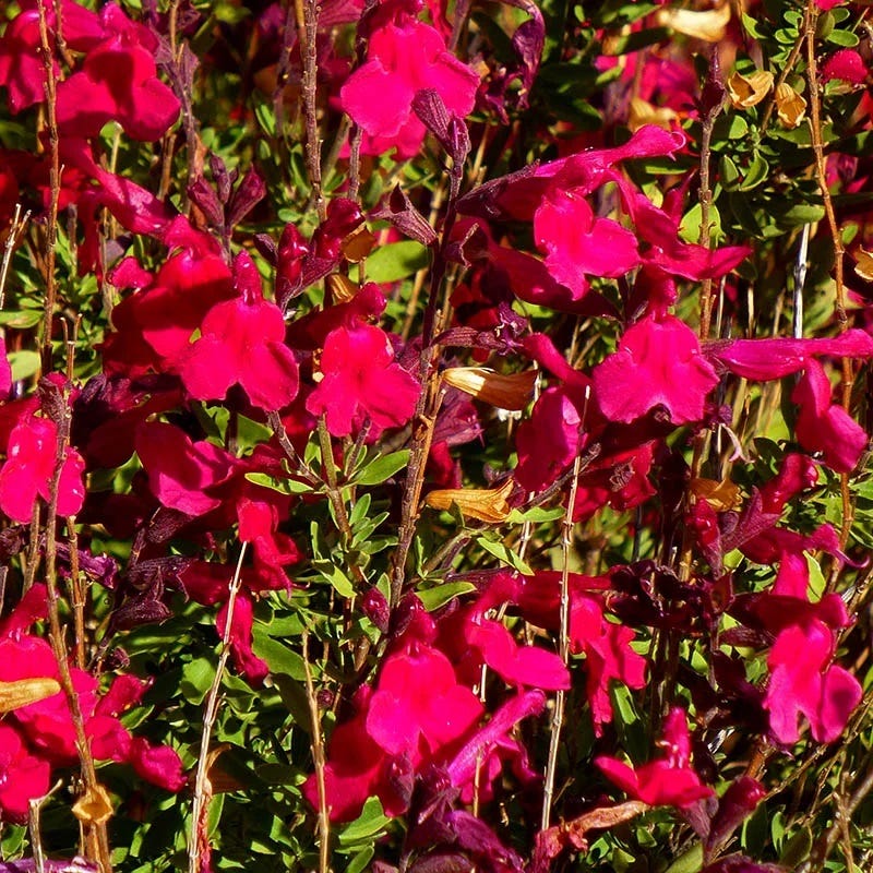 Furman's Red Texas Salvia - Image 5