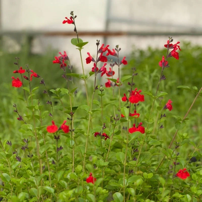 Furman's Red Texas Salvia - Image 6