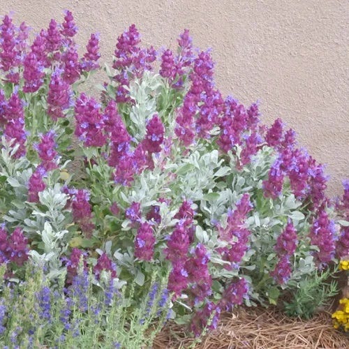 Cold Hardy Rainbow Salvia Collection - Image 9