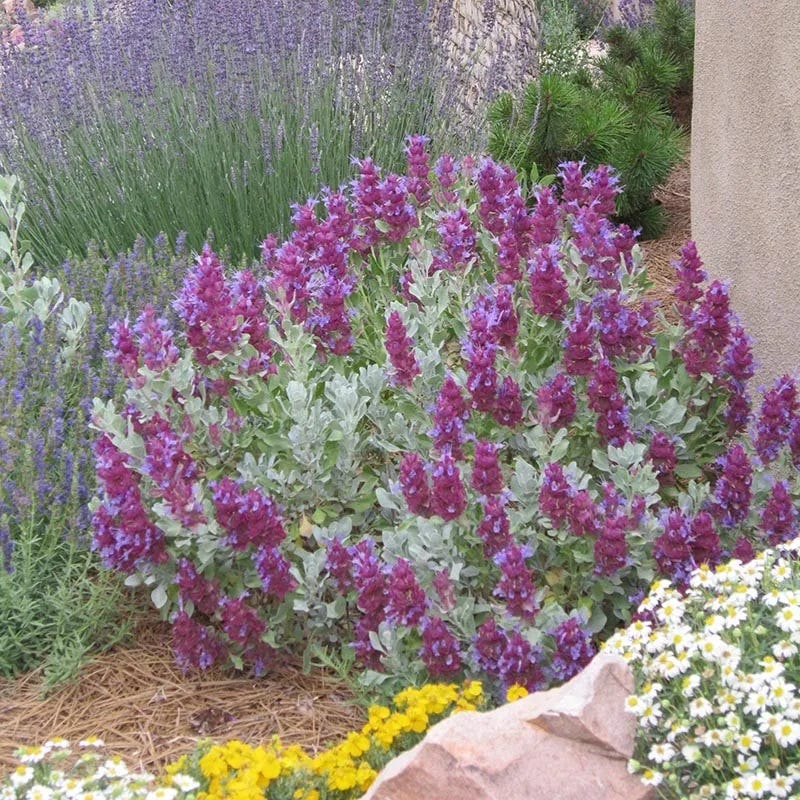 Mulberry Flambe Purple Salvia - Image 2