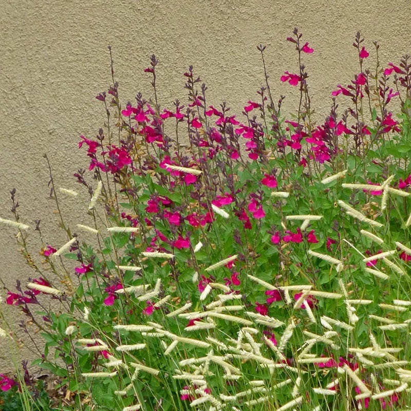 Raspberry Delight® Salvia - Image 3