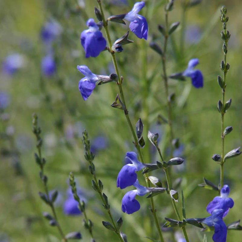 Cold Hardy Rainbow Salvia Collection - Image 7
