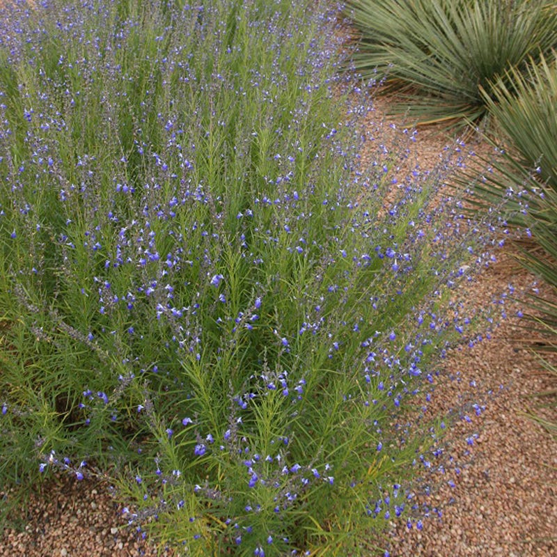 Autumn Sapphire™ Salvia - Image 2
