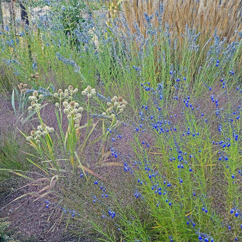 Autumn Sapphire™ Salvia - Image 4