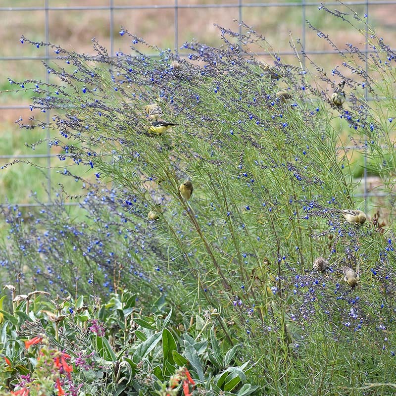 Autumn Sapphire™ Salvia - Image 5