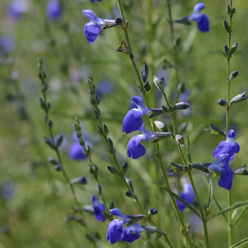 West Texas Grass Salvia - Image 3